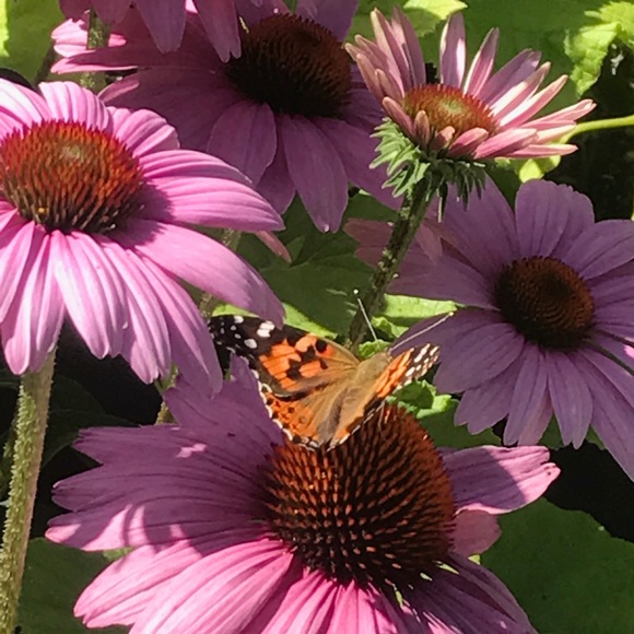 Meet your Posher, Chris - Picture 1 of 1